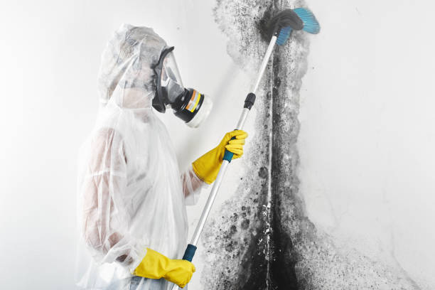 Biohazard Mold Removal